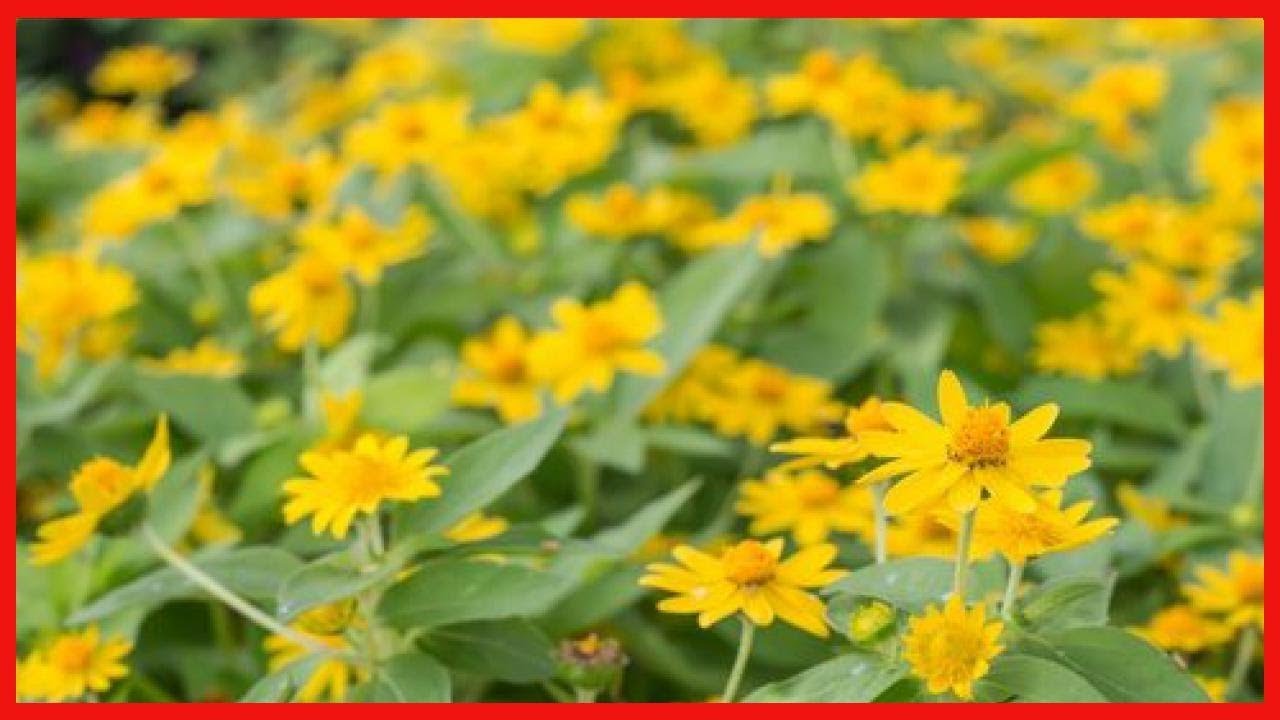 Dos remedios imprescindibles en casa: árnica y caléndula