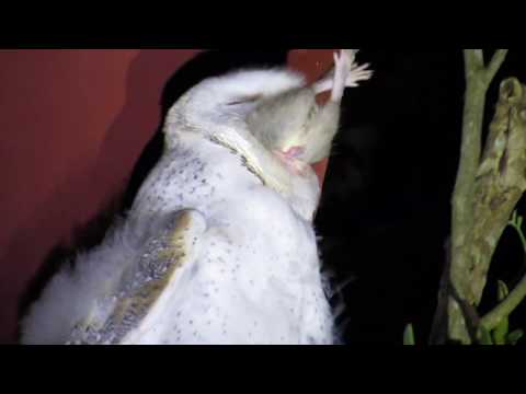 Barn Owl Swallows a Huge Whole Rat