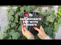 Ударостійкий чохол UAG Monarch Pro with MagSafe Leather на Apple iPhone 15 Plus (6.7") – відео
