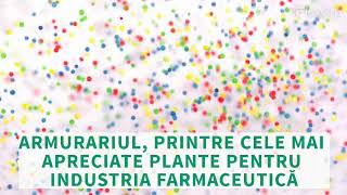 Ulei esential de Armurariu