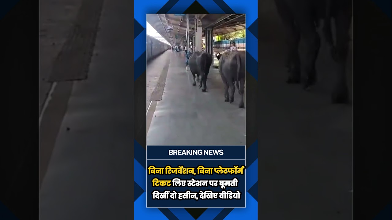 450 करोड़ के स्टेशन पर भैंसों का कब्जा? प्लेटफॉर्म-1 का VIDEO वायरल|
