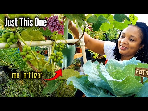 The Best Homemade ALL-PURPOSE FERTILIZER For All Fruits And Vegetables