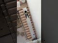 We built a secret slide on our staircase and this happened… #shorts #chaos #family