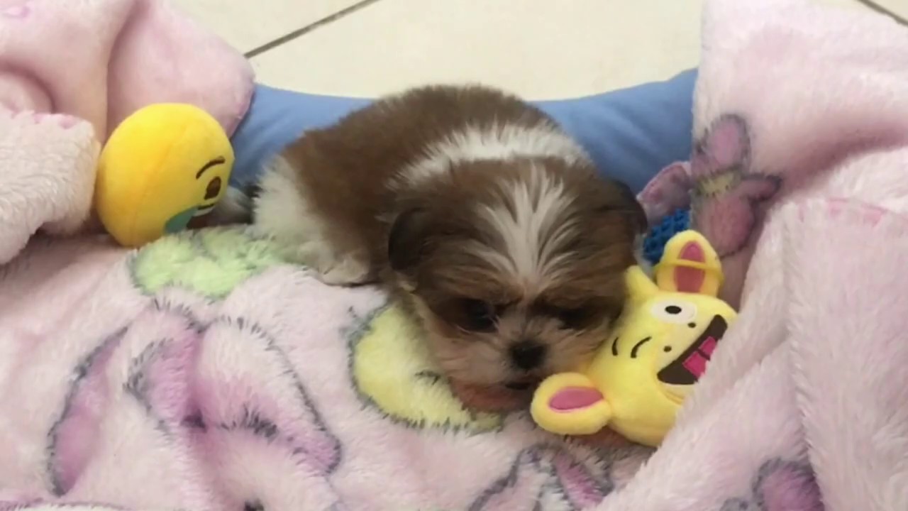 VLOG: ROTINA COM PET FILHOTE