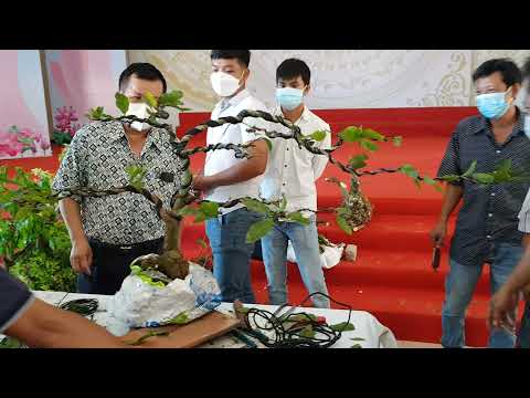 Lớp Bonsai 2022 - 13