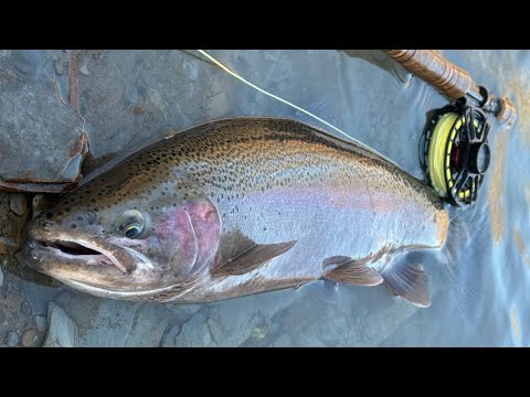 Fly Fishing for Steelhead in TINY Creeks