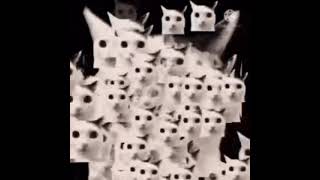 Cover art for mitosis cat