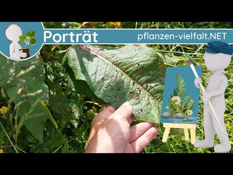 🖼️ Porträt 088 - Stumpfblätteriger- & Krauser-Ampfer (Rumex) - Wildpflanzen-Steckbrief (Essbar)