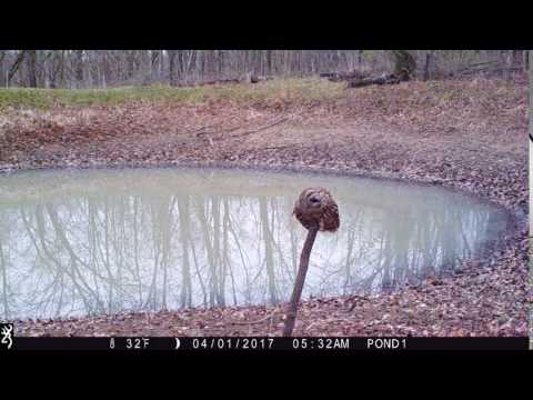 Barred owl eats a frog