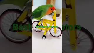 Download lagu Mithun tote ka dance mithu Tota cycle chala raha hai funny video mithu Tota sale ke liye mp3