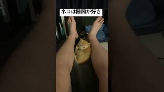 かわいすぎる子猫shorts #1
