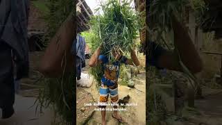 Download lagu Manggul Suket #ngapak #funny #comedy #story #storywa #banyumasan #cinta #ebeg #edit #suket #argasoka mp3