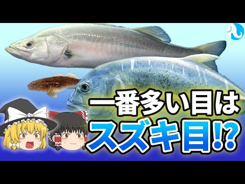 単鰓目について詳しく解説