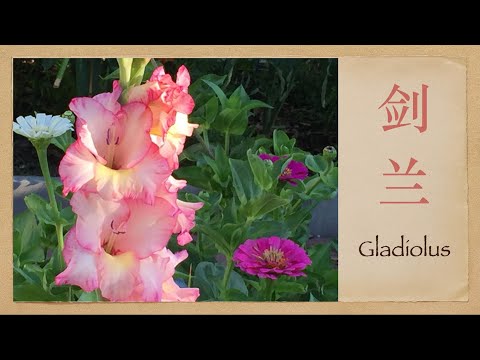 , title : '剑兰(Gladiolus)-种植时间，养护，球根冬季保存'