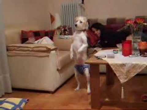 Puppy hearing herself on video for the first time