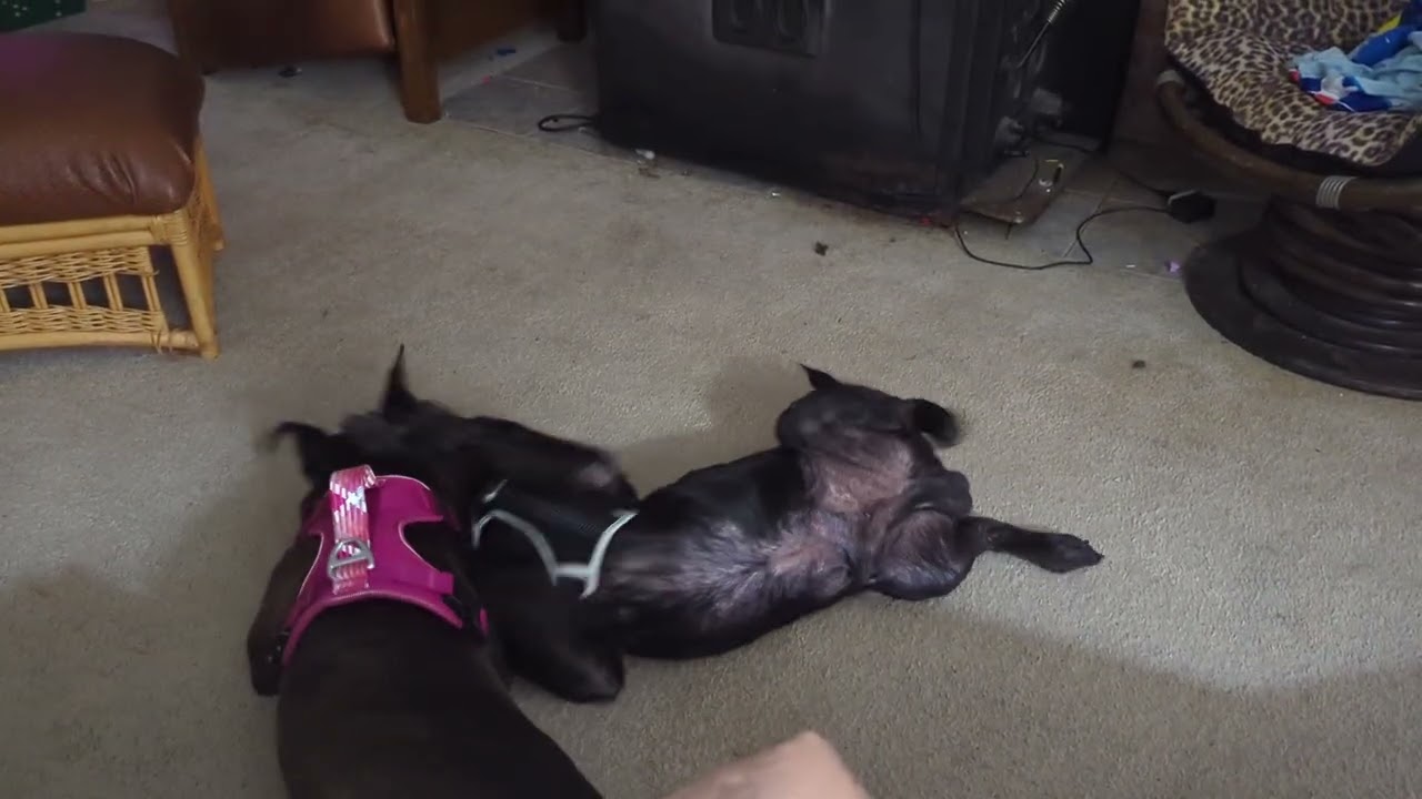 Enlarge Foxie, a Adoptable Dutch Shepherd in Richmond, VA video 6/6