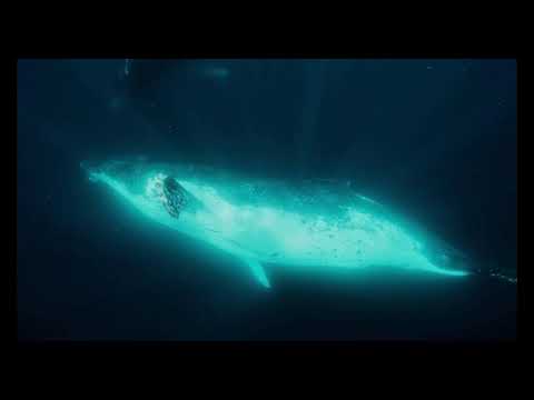 Most Oddly Satisfying Ocean Creature ASMR | Part-5