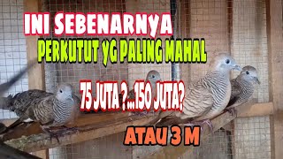 Download lagu Inilah Burung Perkutut Yang Paling Mahal mp3