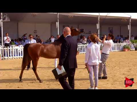 N.99 QUTUZ AL JASSIMYA - Menton 2018 - Yearling Colts (Class 6A)