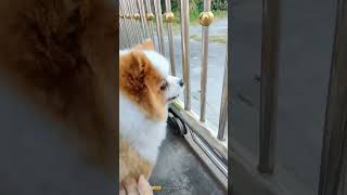 Download lagu วัยรุ่นกวนทุกวัน❤️🐕#ปอมเมอเรเนียน #ลิปซิงค์ #pets #สายรุ้งอาข่า #doglove #cute #สัตว์เลี้ยงน่ารัก mp3 Download lagu วัยรุ่นกวนทุกวัน❤️🐕#ปอมเมอเรเนียน #ลิปซิงค์ #pets #สายรุ้งอาข่า #doglove #cute #สัตว์เลี้ยงน่ารัก mp3