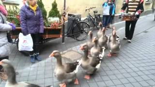preview picture of video 'Ganzenpas in Valkenburg aan de Geul - Goose step in Valkenburg aan de Geul'