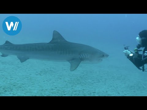 Cocos Island - Insel der Haie (360° - GEO Reportage)