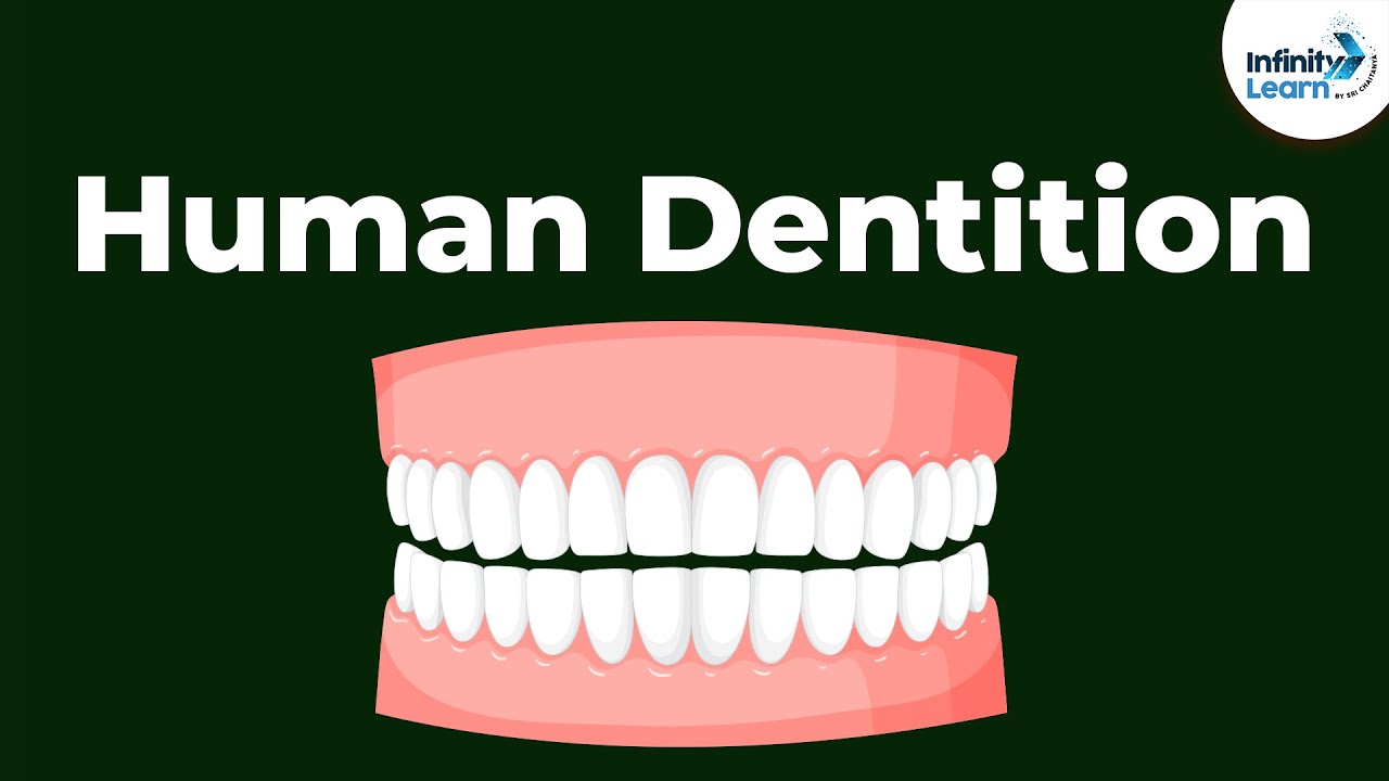 Human Dentition | Teeth | Don't Memorise