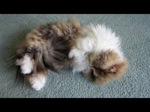 13 02 08 Persian kitty, Sequoia's, puffy little sleeves