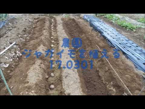 17 0301 農園ジャガイモ植える
