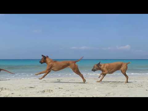 Rhodesian ridgebacks Ghana, Sabah & Shumba playing at the beach