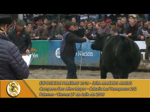 27-07-18 Campeonato Dos Años Mayor - Jura Macho Angus - Palermo