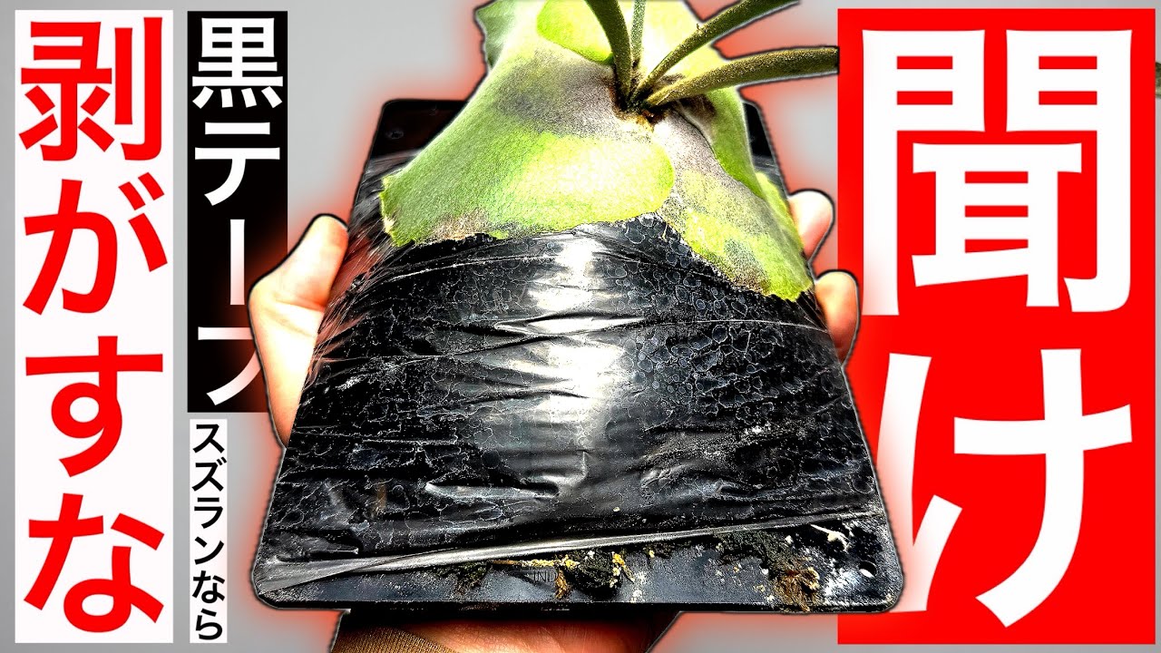 【超重要】黒テープは「一生そのまま」で良い事が判明しました【ビカクシダ・コウモリラン】