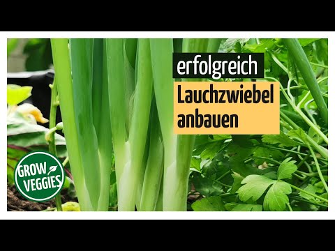 , title : 'Lauchzwiebeln, Frühlingszwiebeln erfolgreich anbauen | Gemüseanbau im Garten'