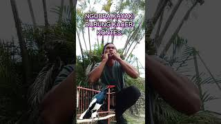 Download lagu Suara Burung Kacer Dari siulan Dua Jari @jarigacor mp3