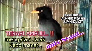 Download lagu 💥 Terapi Ampuh untuk Jalak Kebo Macet ‼️ mp3