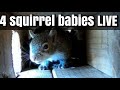 SqNest.Live-6of6: Squirrel Lily (split ear) and 3 babies born April 10 in Nest 2 🇺🇸🎗🇺🇦