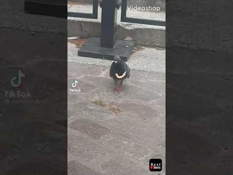 Łańcuch za 40k ona wpatrzona to reakcja gołębiowa #shorts