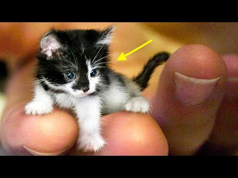 Die 9 Kleinsten Katzen der Welt!