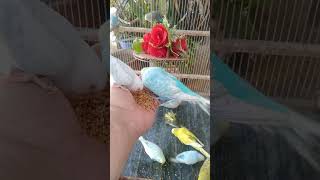 🐦触れた瞬間、反応ズレすぎ！