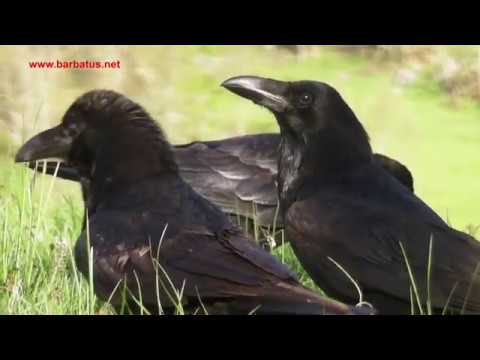 Cuervo ( Corvus corax ) Raven