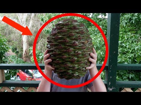 download lagu mp3 mp4 Giant Redskin Peanuts, download lagu Giant Redskin Peanuts gratis, unduh video klip Giant Redskin Peanuts