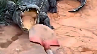 UNUSUAL MEMES COMPILATION V348