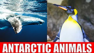 Animals That Live in Antarctica | Wildlife of Antarctica