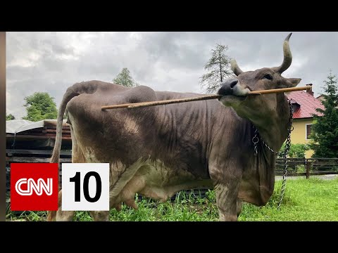 The behavioral breakthrough that's changing how we see cows | January 21, 2026