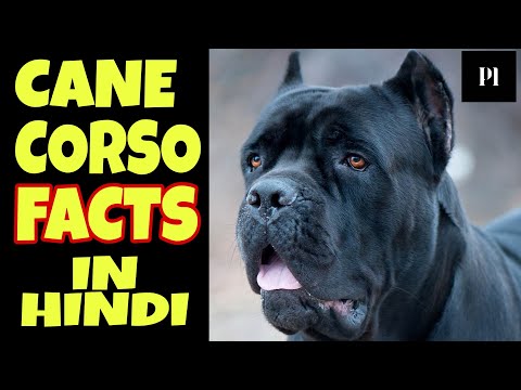 Cane corso cheap mastiff price