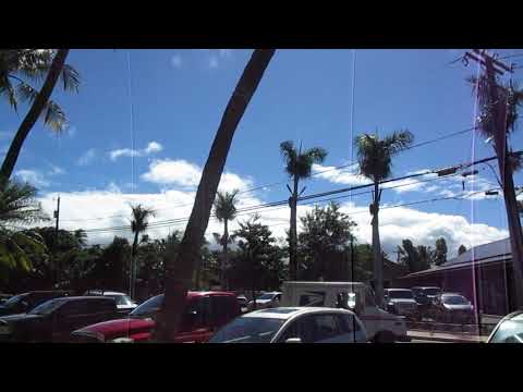 How Not to Prune Cuban Royal Palms