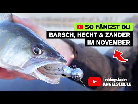 Erfolgreich BARSCH, HECHT & ZANDER Angeln im November 🤩 🎣 🔥