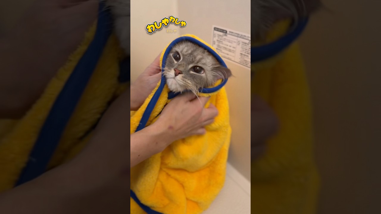 【スイスーイ】美猫いれぶんのケア #cat #サイベリアン #猫のいる暮らし #ネヴァマスカレード #猫 #shorts