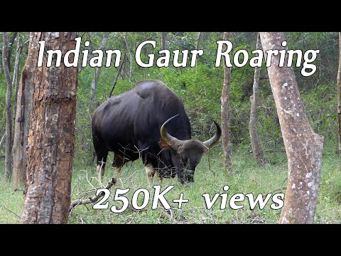 Indian Gaur : Roaring during mating season.  ಕಾಟಿಗಳ ಕಾದಾಟದ ತಯಾರಿ.