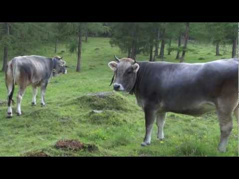 Tiroler Grauvieh - das Juwel der Berge